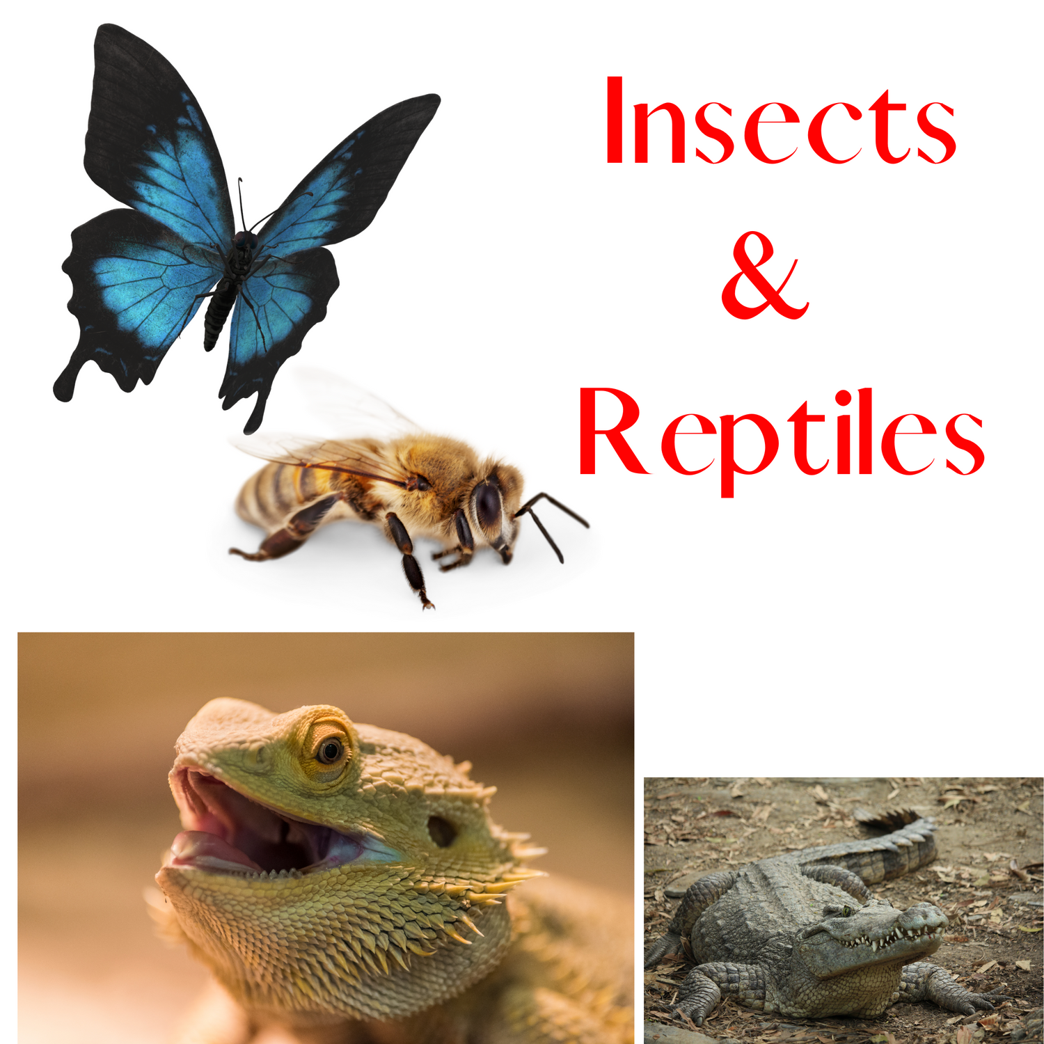 Insects & Reptiles