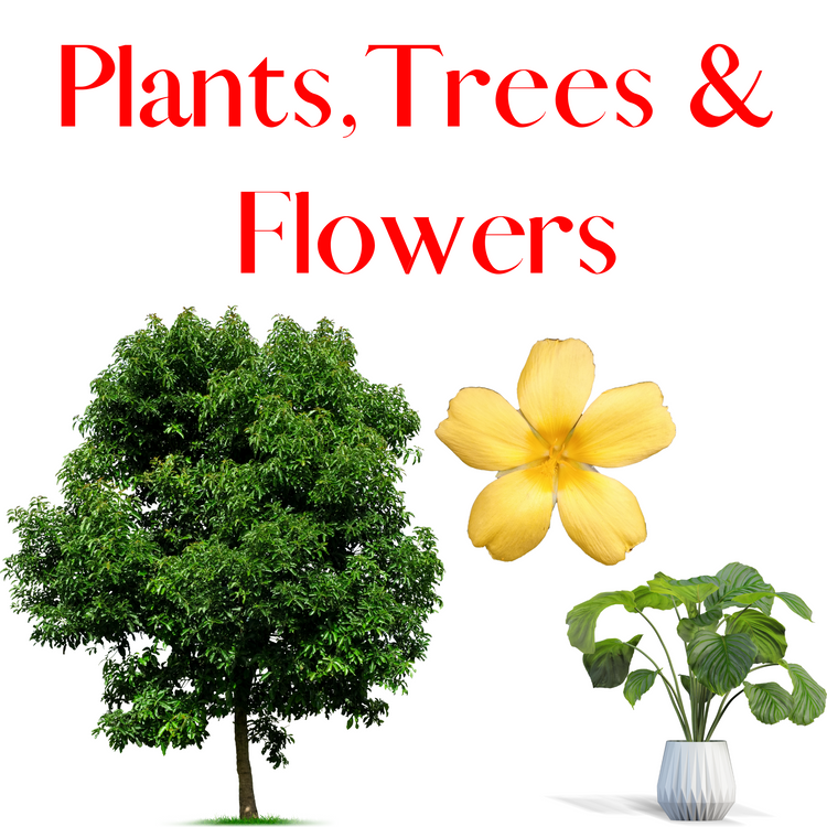 plants, trees, and flowers