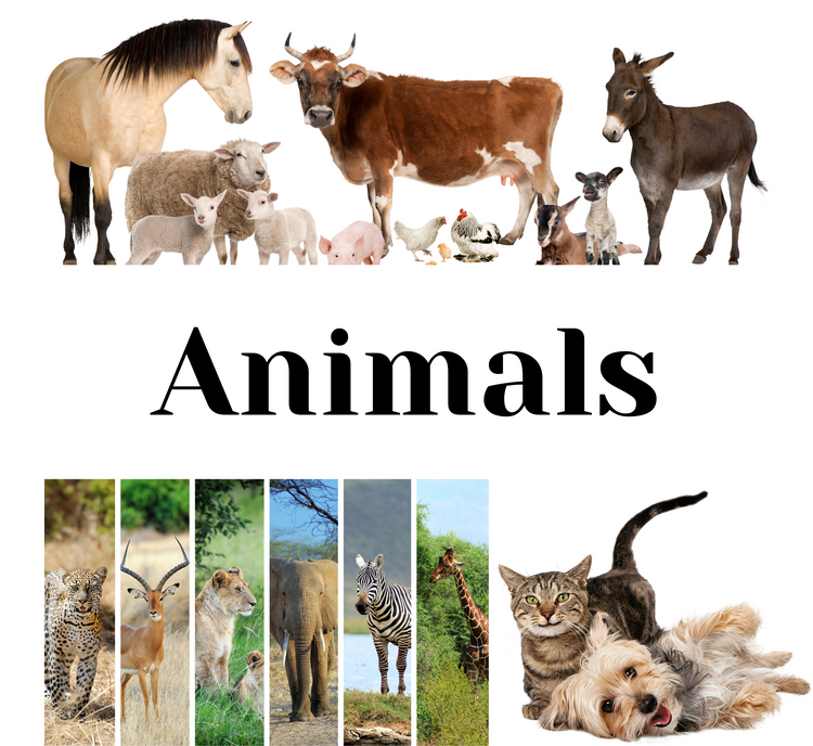 Animals